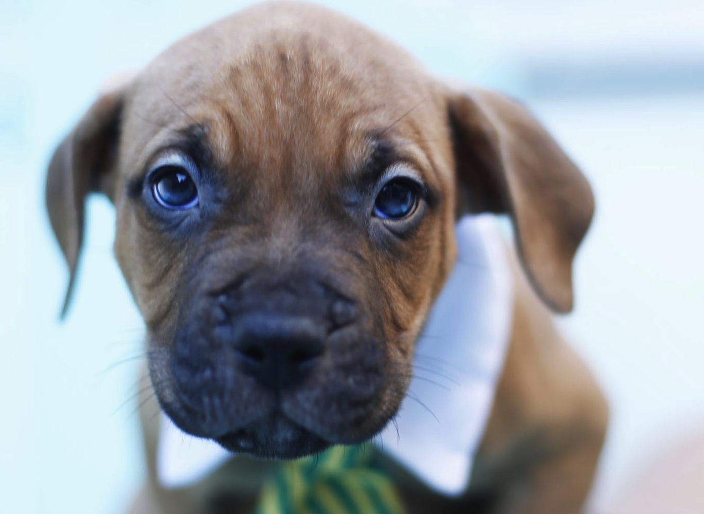dogs acorns acorn city pit bulls los angeles rescue dogs acorns acorn city pit bulls los angeles rescue