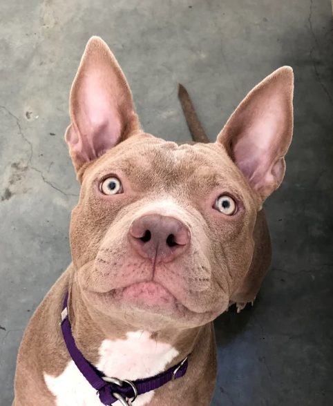 epics pit bull rescue