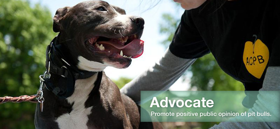 pitbull rescue organizations near me