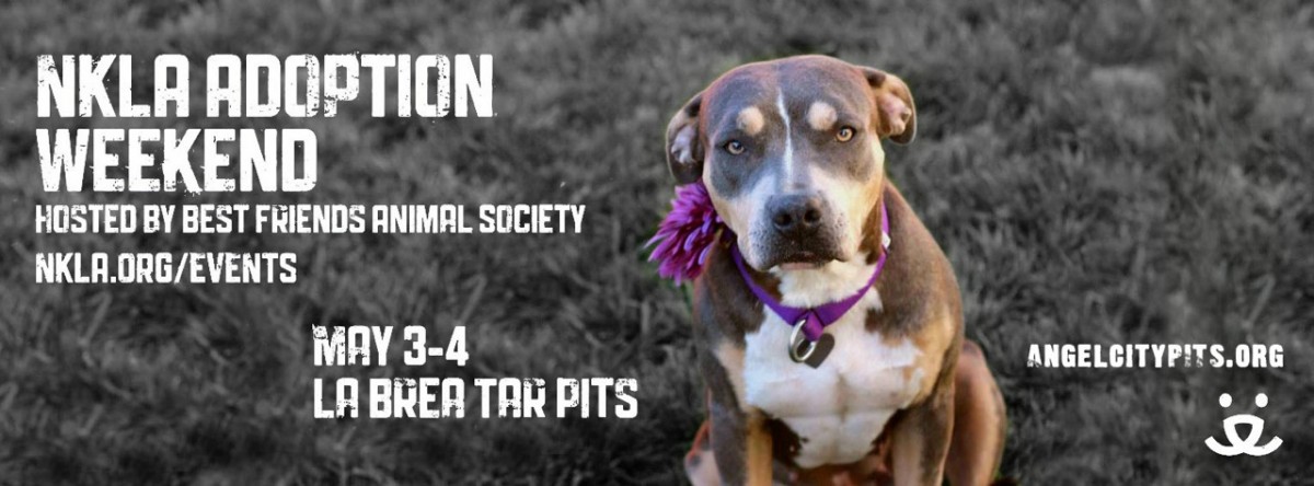 NKLA Adoption Weekend | Angel City Pit Bulls | Los Angeles Dog Rescue