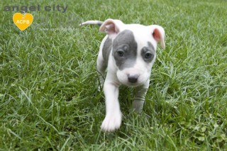 dog pitbulls adoption pit bulls dogs rose puppy rescue stay adoptions advocacy companions grass owner eat education support through