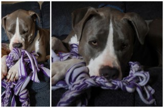 tug ropes for pitbulls