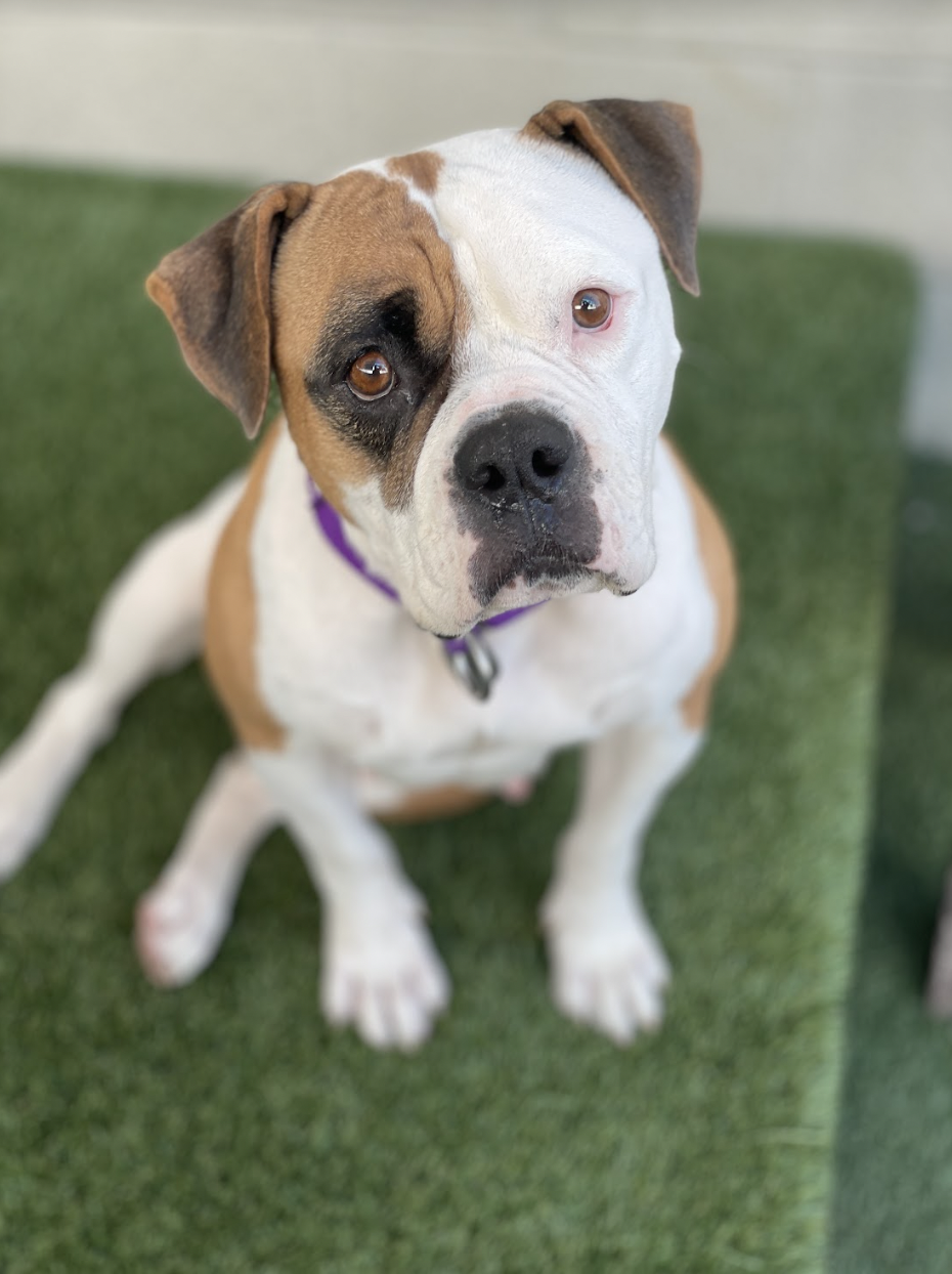 Leone pet supply discount