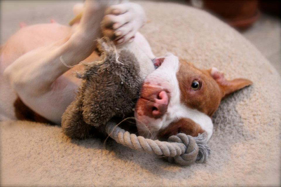 Free deals dog spaying