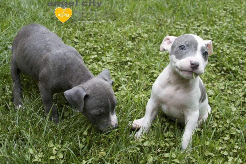 Pitbull blue best sale baby