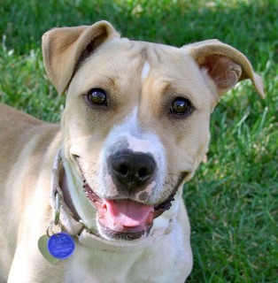 Cuddles' Adoption Tale | Angel City Pit Bulls | Los Angeles Dog Rescue