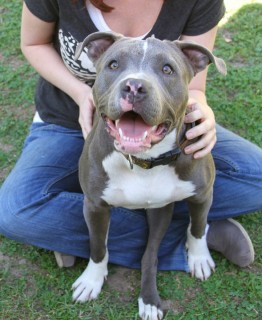 Sugar was Adopted! | Angel City Pit Bulls | Los Angeles Dog Rescue